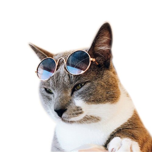 강아지 선글라스 고양이 냥글라스 애견 안경 햇빛차단